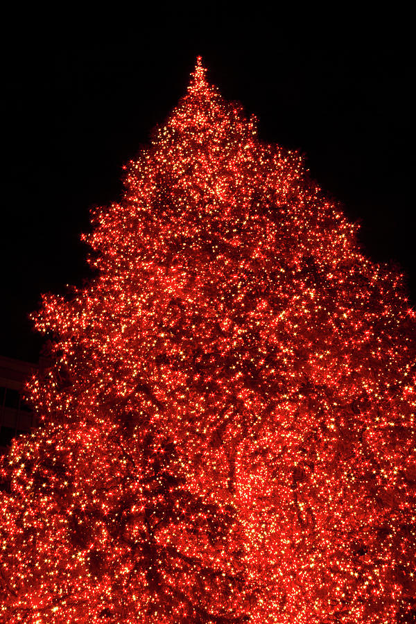 Oh Christmas Tree Photograph by Bonnie Follett