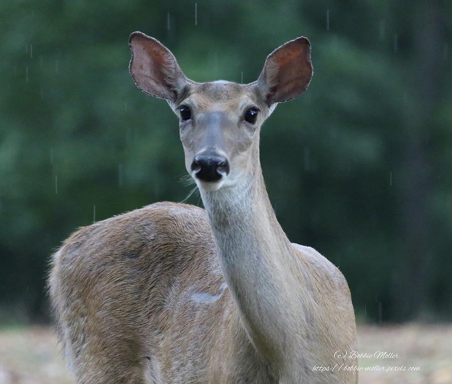 Oh Deer Its Raining Photograph by Bobbie Moller Fine Art America