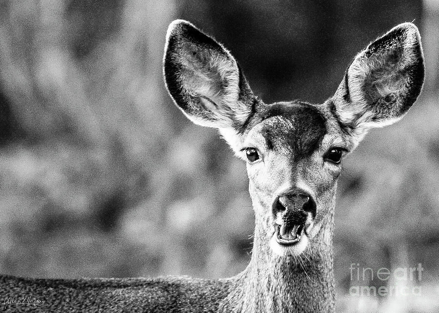 Oh, Deer, Black and White Photograph by Adam Morsa