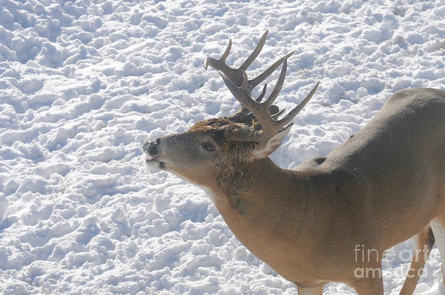 Oh Deer Photograph by Sandra Updyke