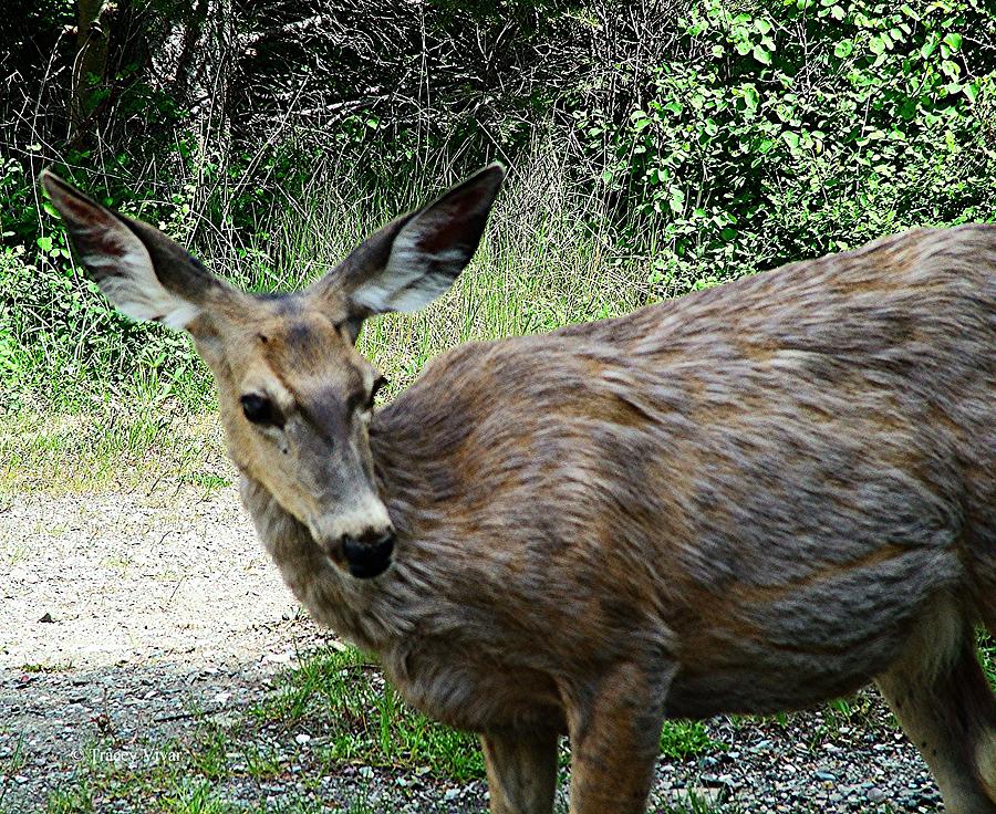 Oh Deer.... Photograph by Tracey Vivar