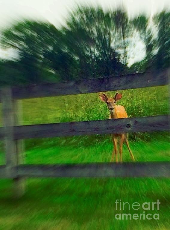 Deer Photograph - Oh Deer by Vicki Lynn Sodora