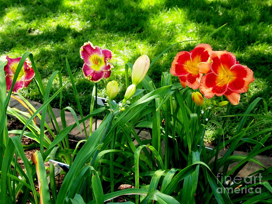 Oh Happy Day Lilies Photograph by Nancy Kane Chapman