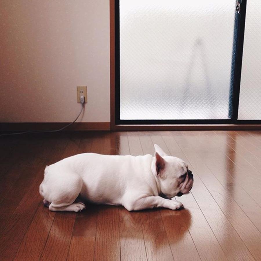 Bulldog Photograph - Oh Man.outside Rainy 😩😑 by Ayumi Oka