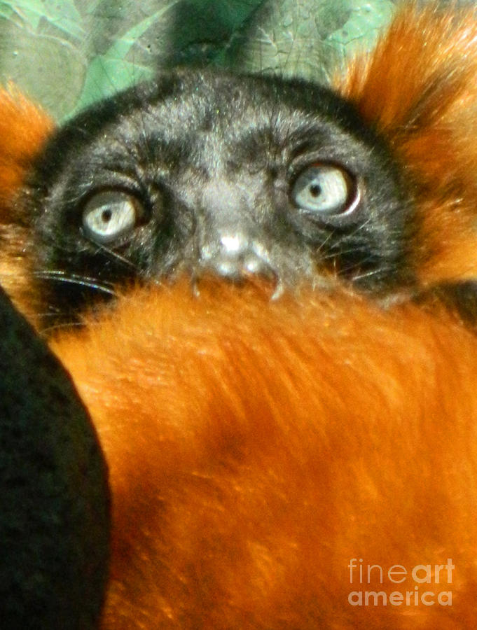 Lemurs Photograph - Oh My What Big Eyes You Have by Emmy Vickers