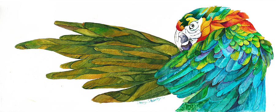 Macaw Painting - Oh Mya by Sherry Shipley