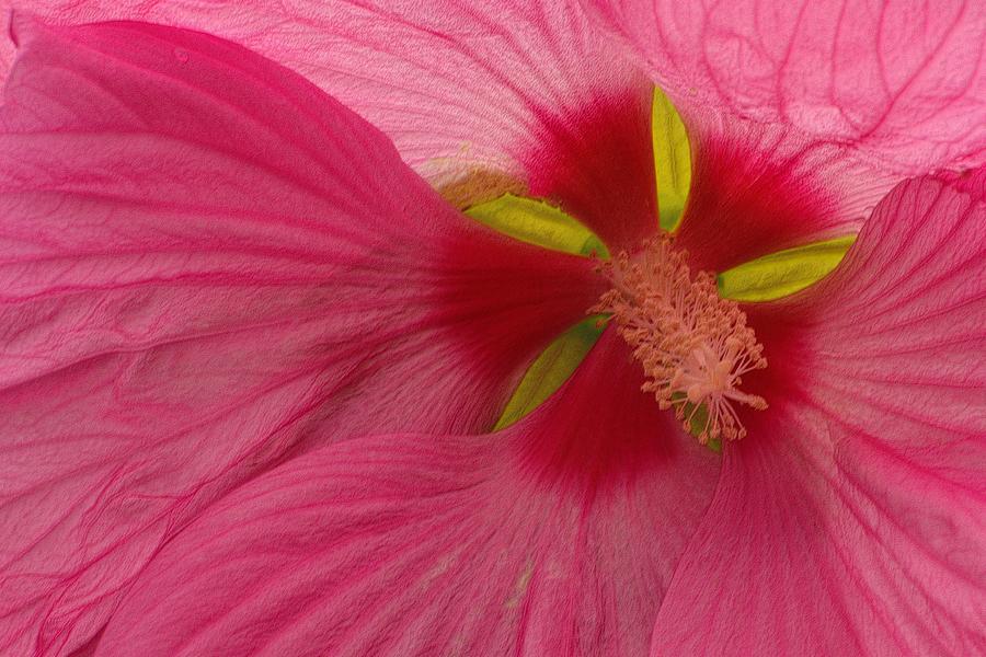 Oh So Pink HIbiscus Photograph by Nadalyn Larsen