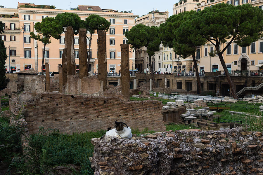 Cat Photograph - Oh So Rome - Cats Umbrella Pines and Ancient Ruins by Georgia Mizuleva