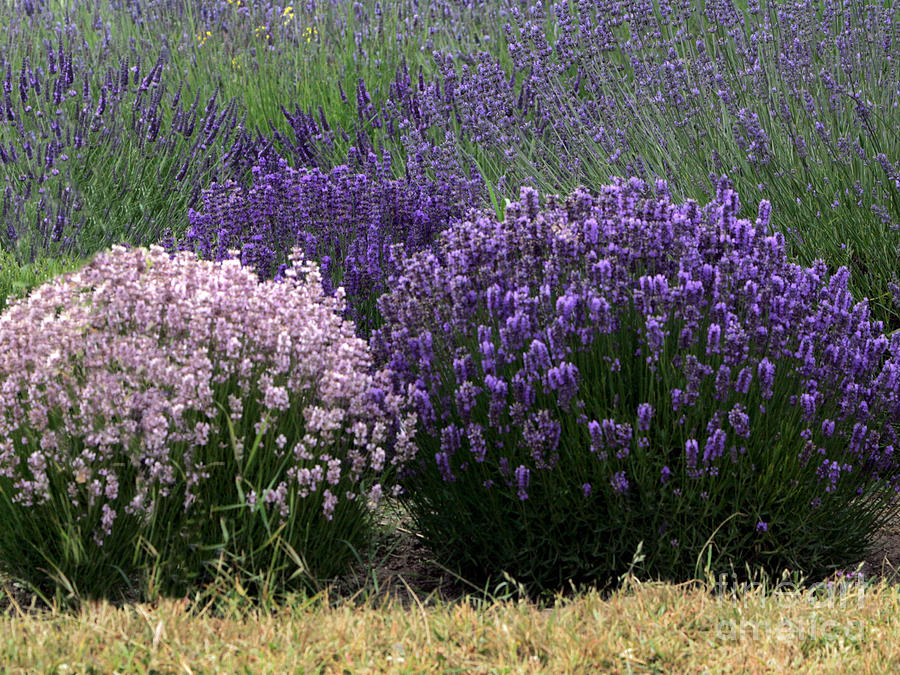 Oh the Lovely Lavendar Photograph by Sandy Byers - Fine Art America