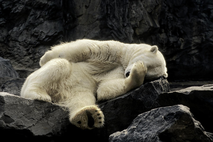 Oh What A Night Polar Bear Photograph by Michael Hubley