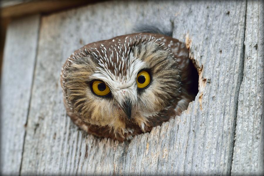 Oh What Big Eyes You Have Photograph by Michael Morse - Fine Art America