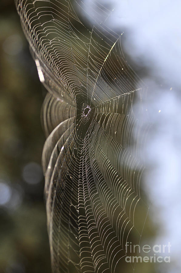 Oh What Webs We Weave Photograph by Clayton Bruster