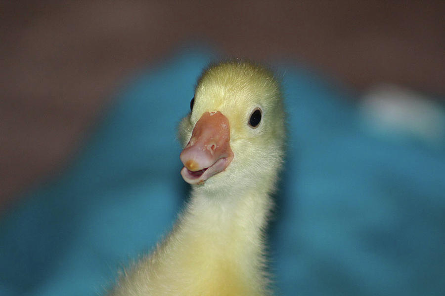 Oh Yeah Goose Photograph By Christy Cole - Fine Art America