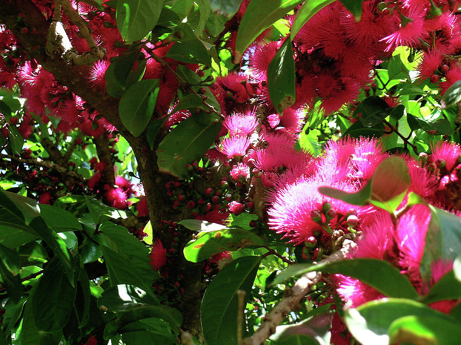 Syzygium Malaccense Photograph - Ohia ai Blossoms by James Temple