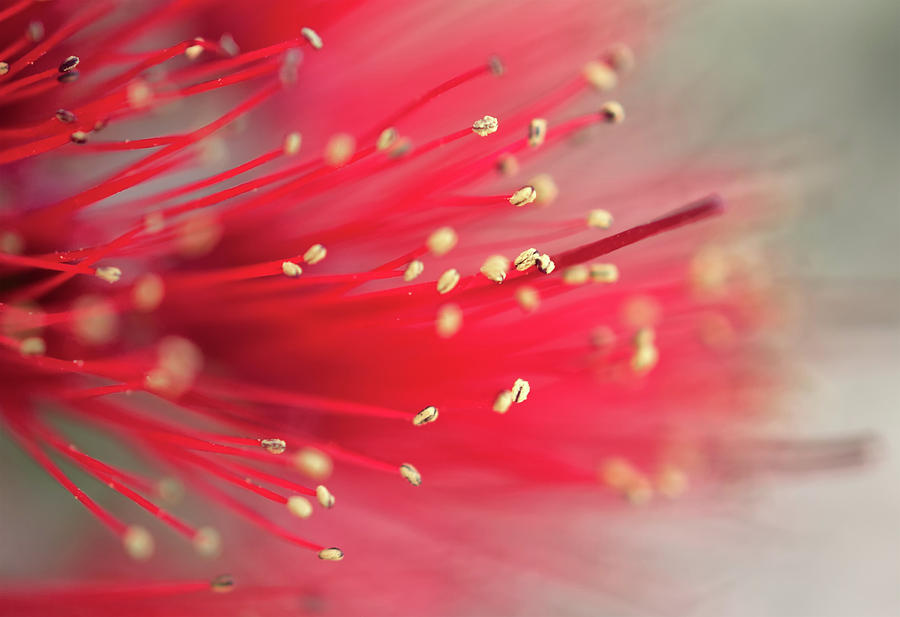 Ohia Flower Photograph by Christopher Johnson