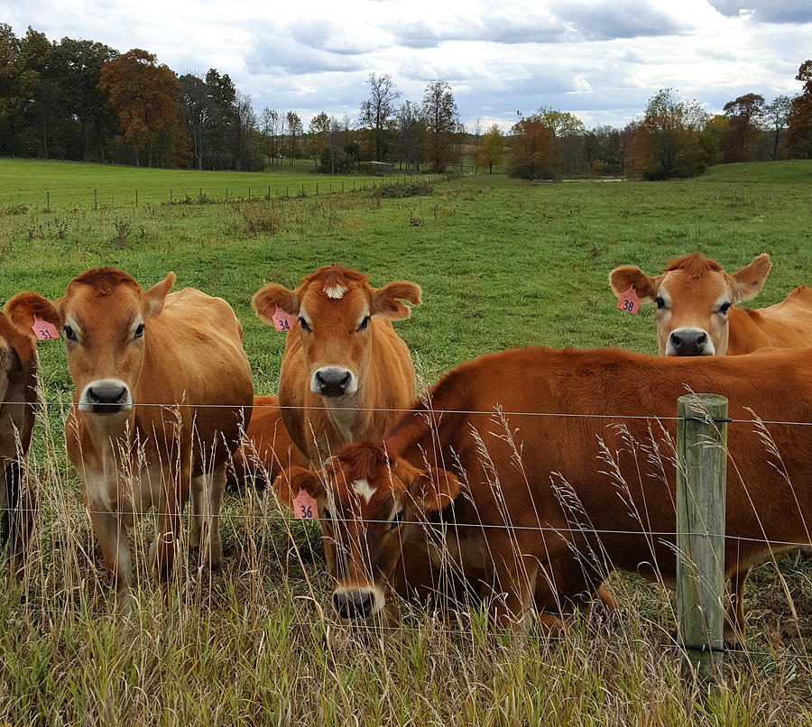 Cow Photograph - Ohio Countryside by Yazid Ismail Cow Photograph - Ohio Countryside by Yazid Ismail