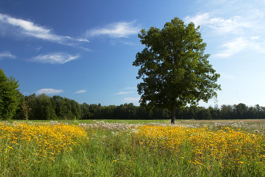 Ohio Summer Photograph by Amanda Kiplinger - Fine Art America