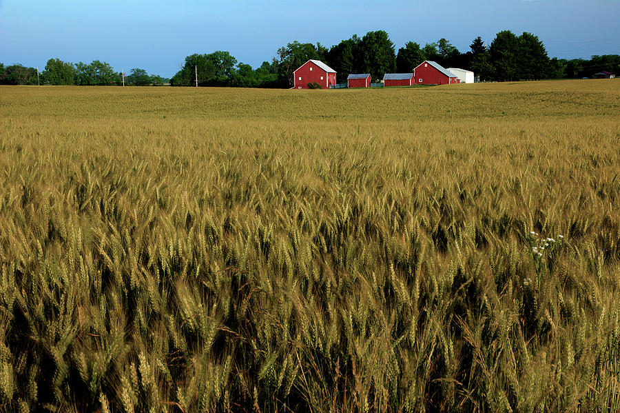 Ohio Wheat Field Photograph by Mike Eingle