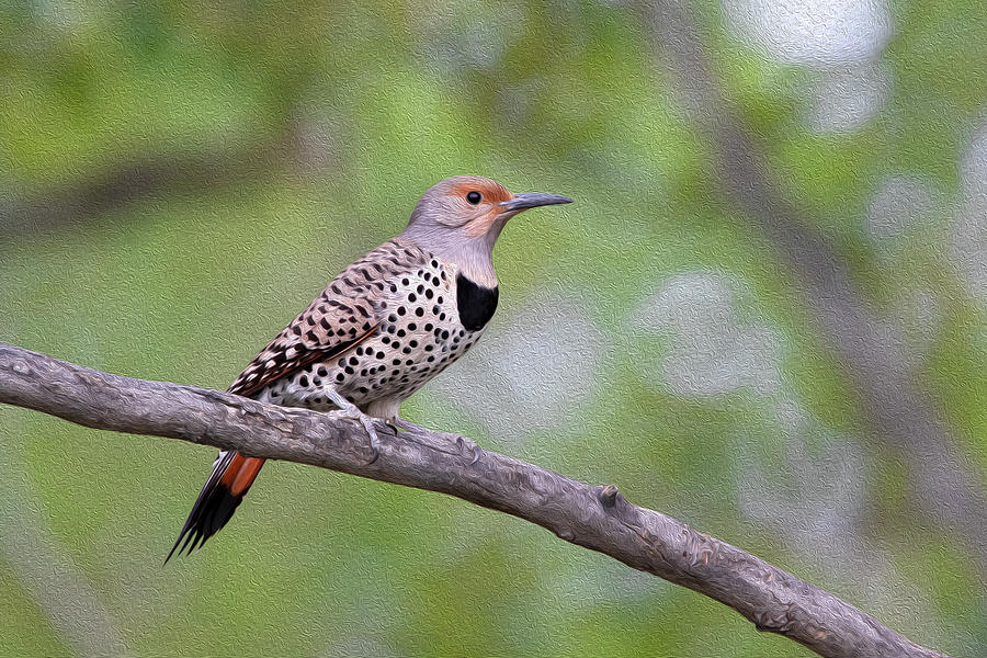 Oil painted Northern Flicker Photograph by Celine Pollard
