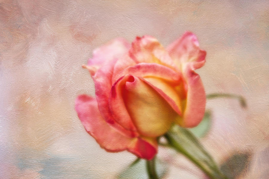 Oil Painted Rose Photograph by Joan Bertucci
