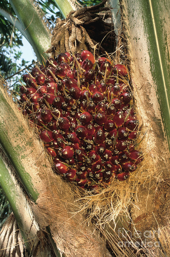 Oil Palm Fruit Photograph by Inga Spence
