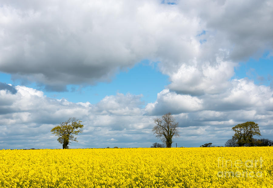 Oil seed rape field Photograph by Colin Rayner