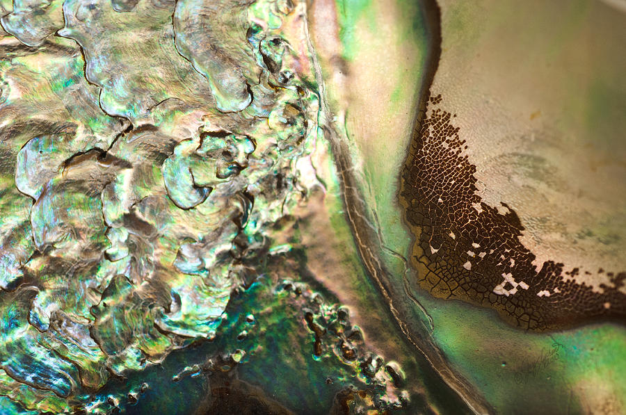 Abalone Shell Photograph - Oil Spill by Joy Gerow Abalone Shell Photograph - Oil Spill by Joy Gerow
