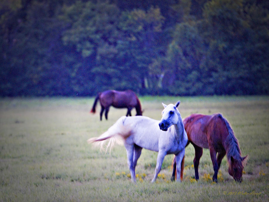 Ok Horse Ranch_1b Photograph by Walter Herrit