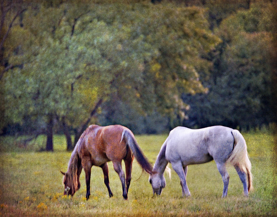 Horse Photograph - Ok Horse Ranch_2a by Walter Herrit