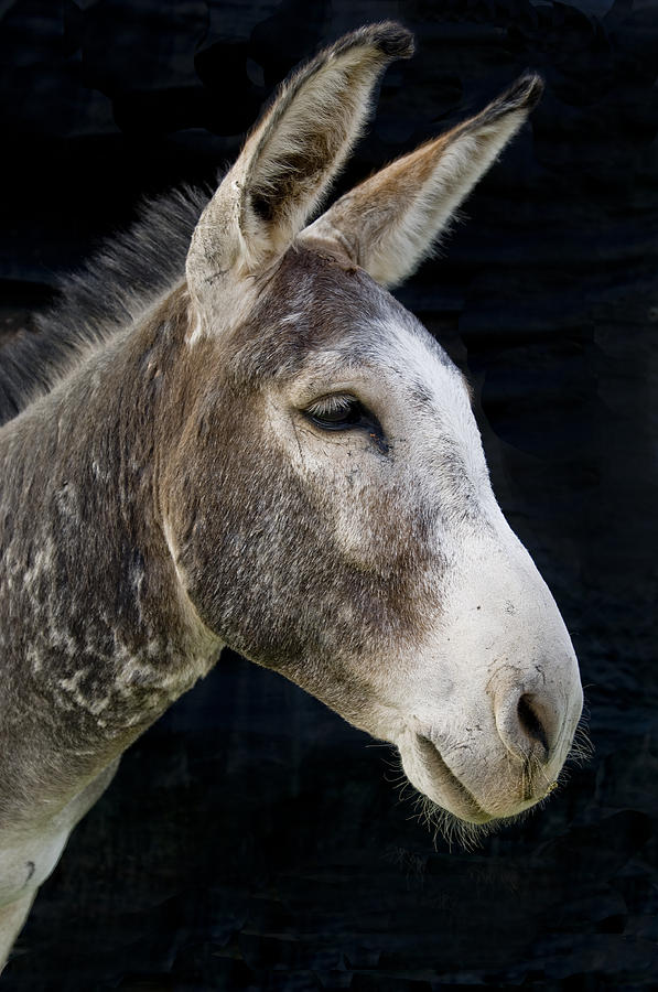 Mule Profile Portrait Photograph by Gary Warnimont