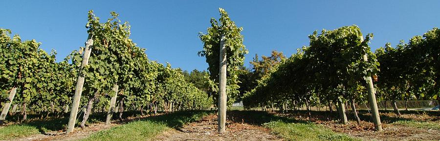 Vines Photograph - Okanagan Vines by Bill Kellett Vines Photograph - Okanagan Vines by Bill Kellett