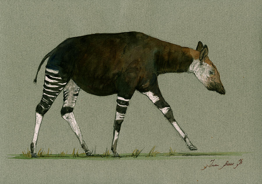 Safari Decor Painting - Okapi art watercolor painting by Juan  Bosco