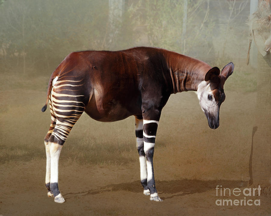 Wildlife Photograph - Okapi Houston Zoo by TN Fairey