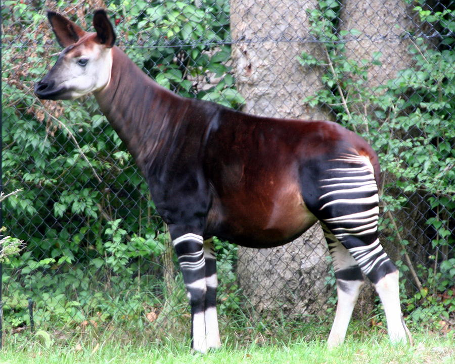 Animal Photograph - Okapi by Laurel Talabere