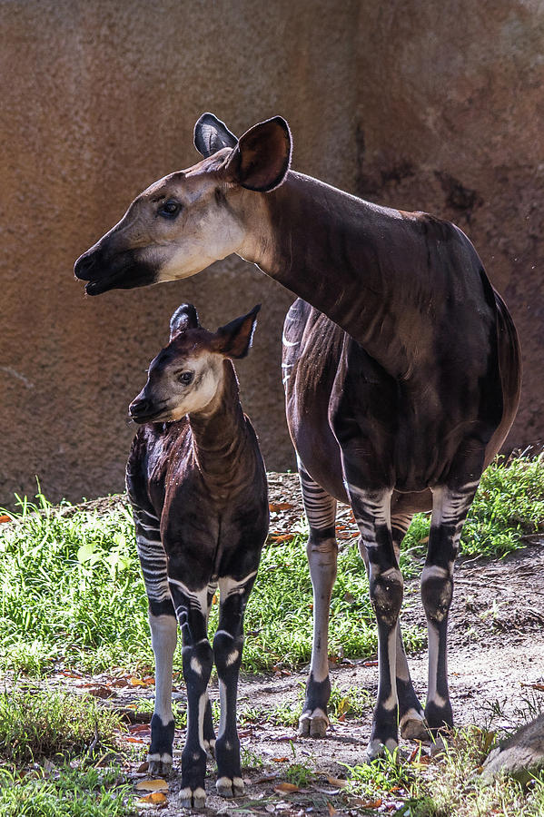 Wildlife Photograph - Okapi by Martin Alonso