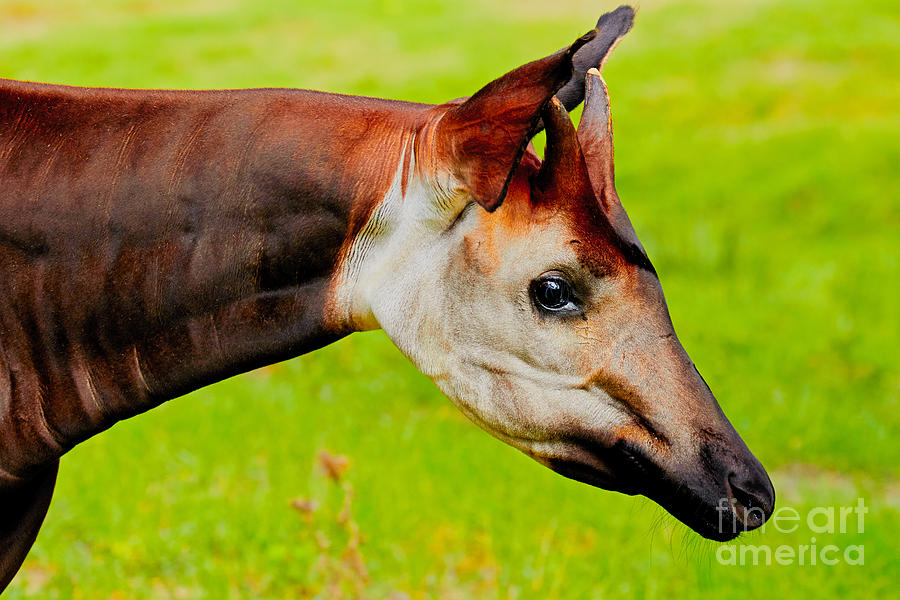 Animal Photograph - Okapi portrait by Nick  Biemans