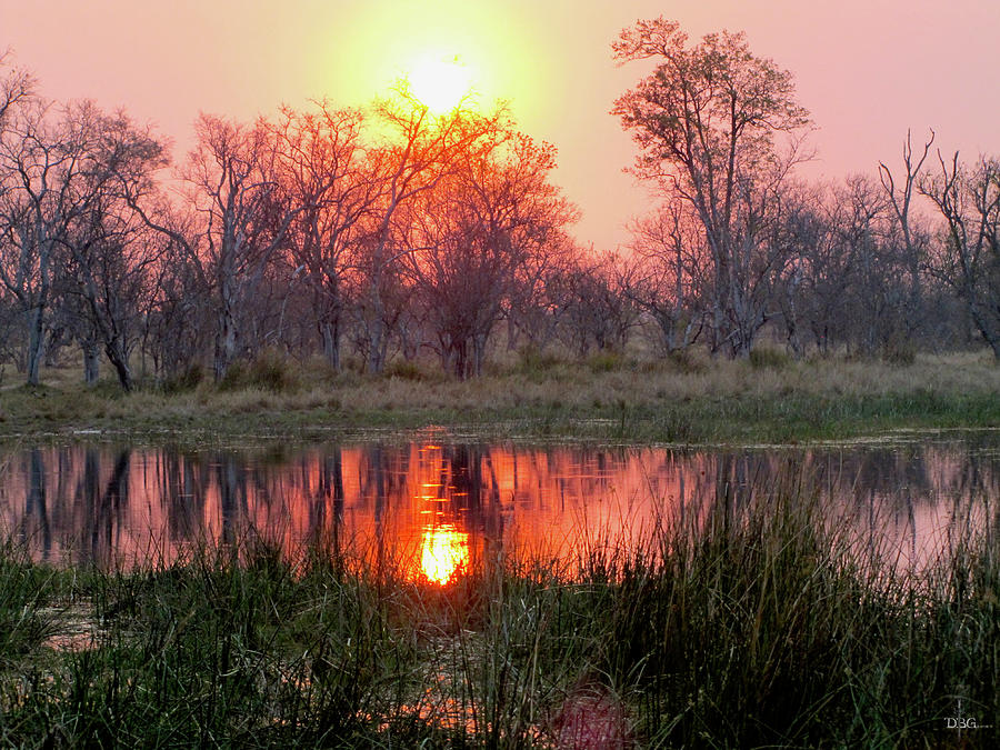 Okavango Delta Photograph by David Bader