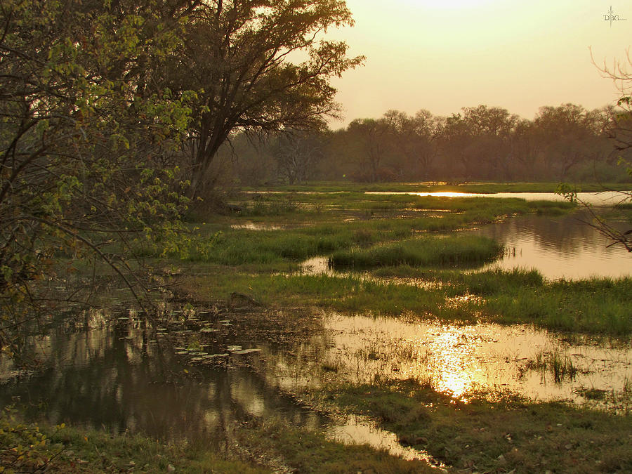 Okavango Delta Gold Photograph by David Bader