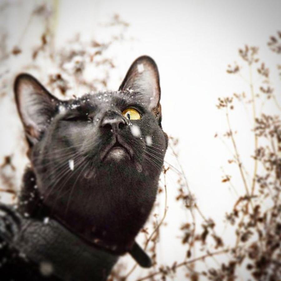 Cat Photograph - Okay. Heres My #oneeyechallenge by Sirius Black Adventure Cat