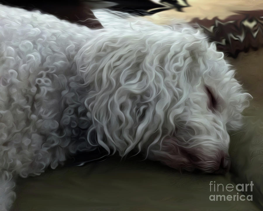 Poodle Photograph - Okay I Will Get To It In A Minute by Janet Marie