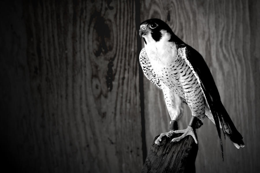 Rescued Okeeheelee Falcon In Black And White Photograph