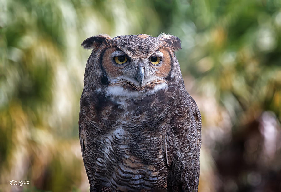 Okeeheelee Nature Center - Alex the Great Horned Owl Photograph by Ronald Reid