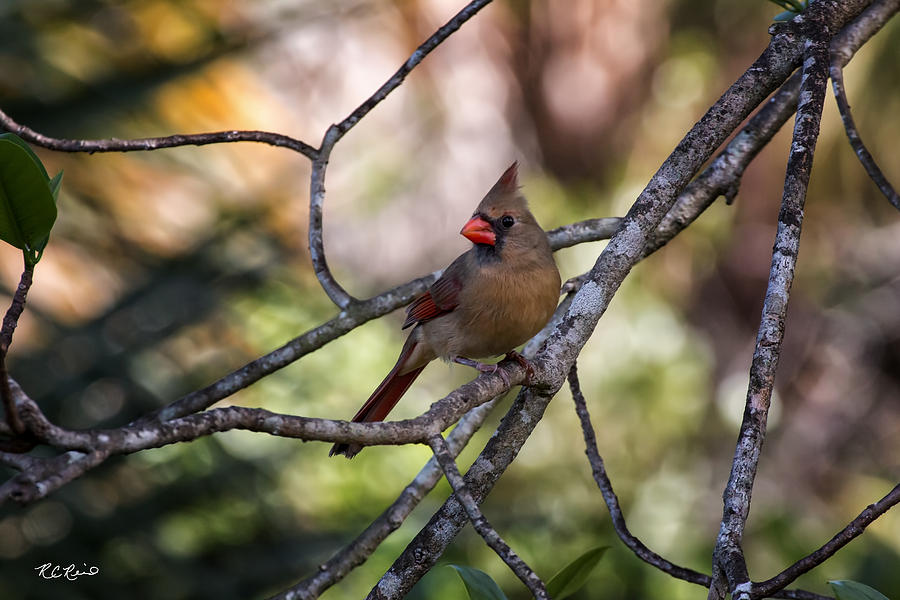 Okeeheelee Nature Center - Female Cardinal Photograph by Ronald Reid