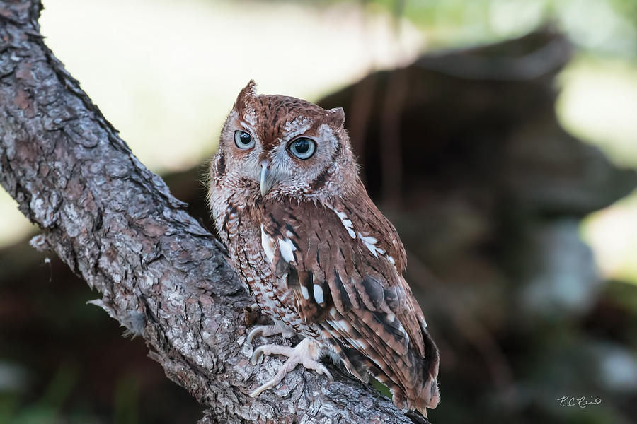 Okeeheelee Nature Center - Hootie the Screech Owl Gazing Off Photograph by Ronald Reid