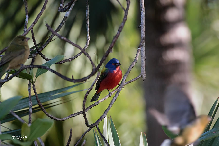 Okeeheelee Nature Center - Painted Bunting taking a Break Photograph by Ronald Reid