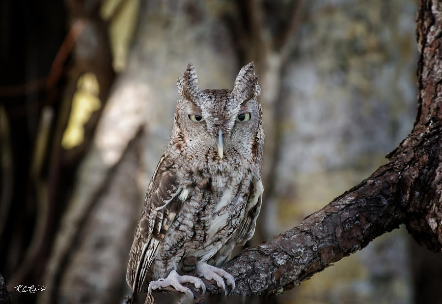 Okeeheelee Nature Center - Shadow the Screech Owl in his Sights Photograph by Ronald Reid
