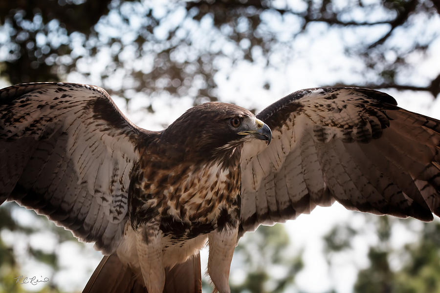 Okeeheelee Nature Center - Sir Galahad the Red-Tailed Hawk - Wings Up Photograph by Ronald Reid
