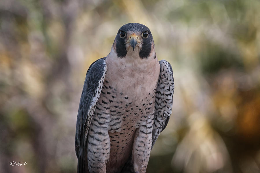 Okeeheelee Nature Center - Tundra the Peregrine Falcon - Eyes on You Photograph by Ronald Reid