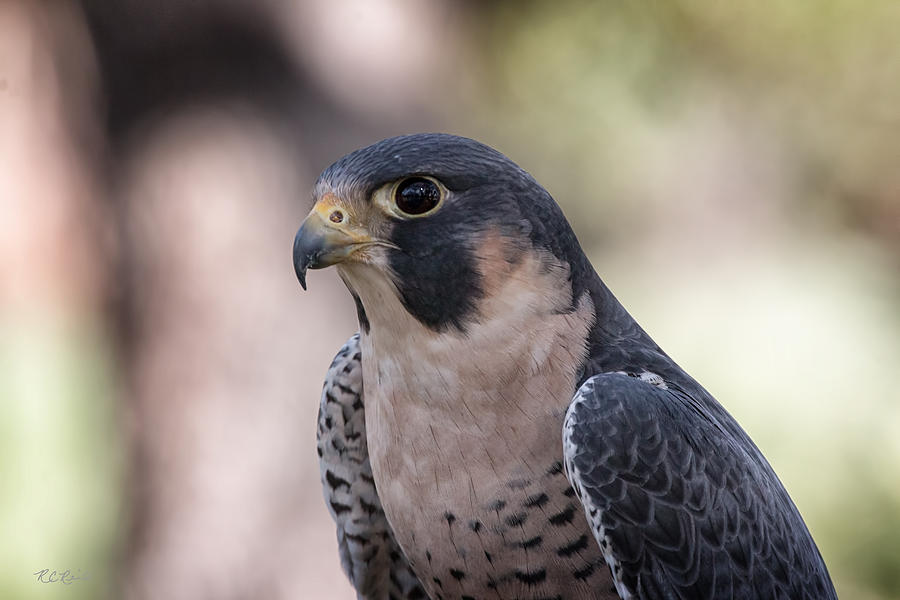 Okeeheelee Nature Center - Tundra the Peregrine Falcon - Profile Photograph by Ronald Reid