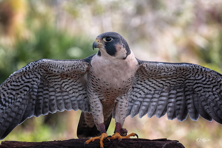 Okeeheelee Nature Center - Tundra the Peregrine Falcon - Wings Up Photograph by Ronald Reid